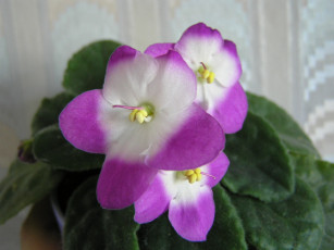 Картинка цветы фиалки