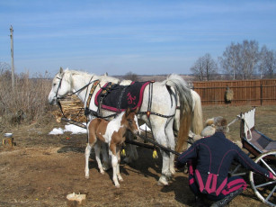 Картинка малыш животные лошади