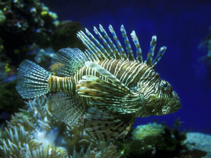 Картинка животные рыбы