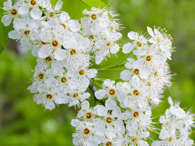 Обои картинки фото цветы, цветущие, деревья, кустарники