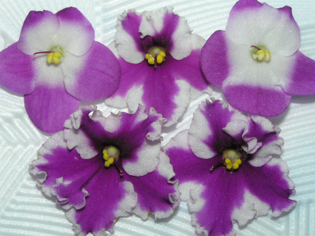 Обои картинки фото цветы, фиалки