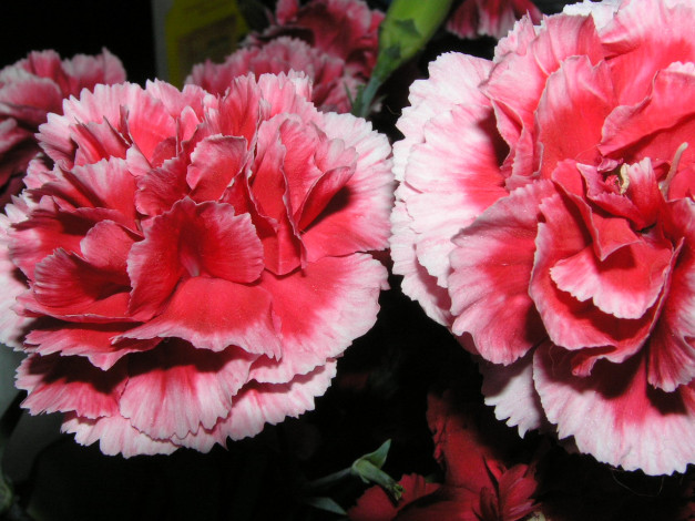 Обои картинки фото цветы, гвоздики