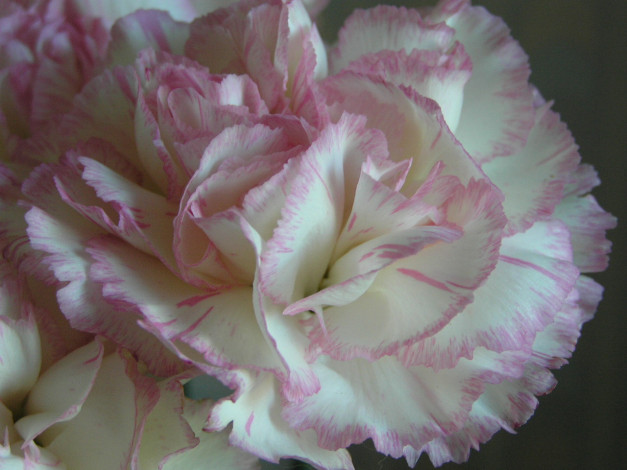 Обои картинки фото цветы, гвоздики