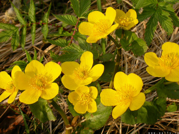Обои картинки фото цветы, калужницы, лютики