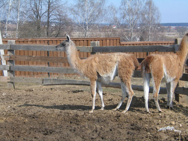 Обои картинки фото ламы, животные