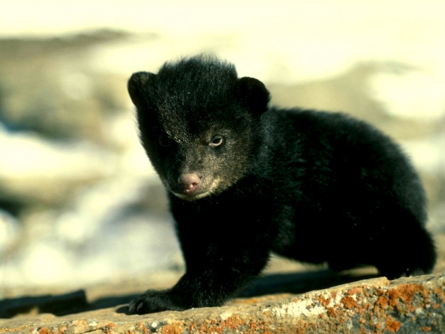 Обои картинки фото животные, медведи