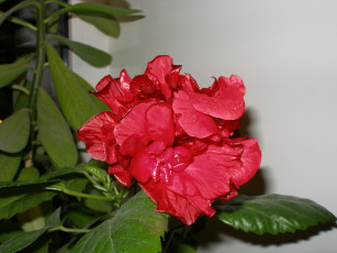 Картинка цветы