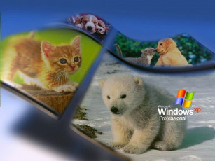 Картинка компьютеры windows xp