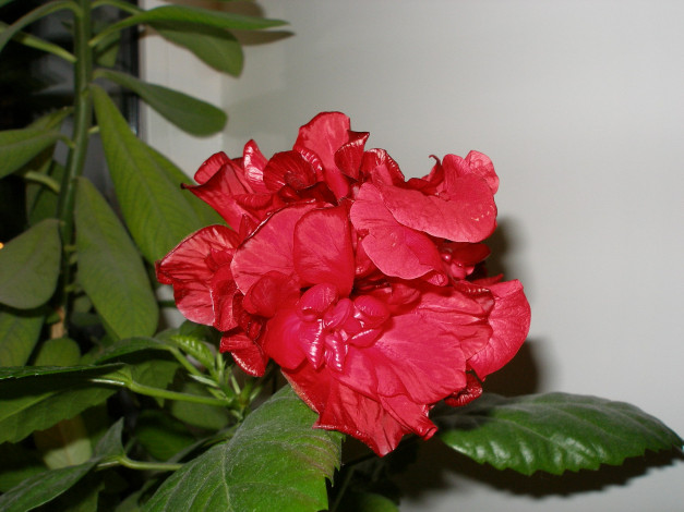 Обои картинки фото цветы