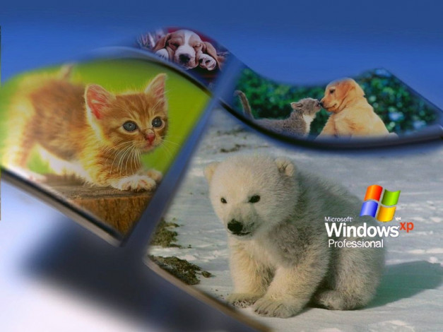 Обои картинки фото компьютеры, windows, xp