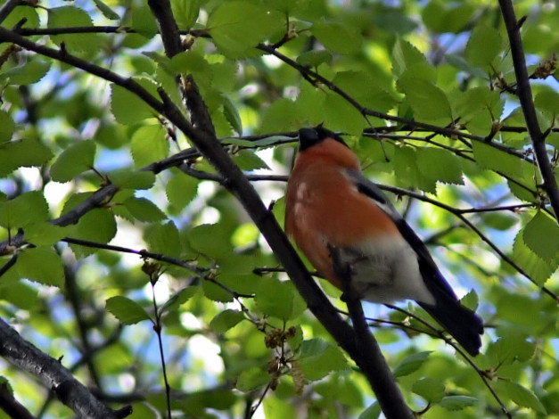 Обои картинки фото нас, тут, неплохо, кормят, животные, снегири, снегирь, май, петрозаводск