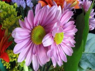 обоя цветы, хризантемы