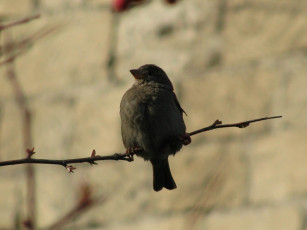 Картинка животные птицы