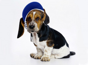 Картинка животные собаки