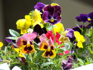 Картинка цветы анютины глазки садовые фиалки