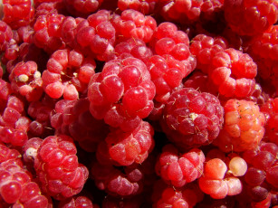 Картинка малинки еда малина