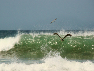 Картинка животные альбатросы