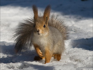 Картинка животные белки