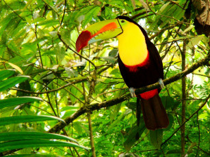 Картинка животные туканы