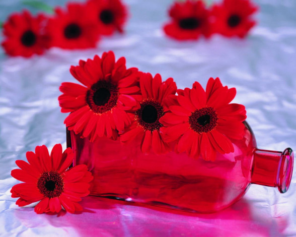 Обои картинки фото цветы, герберы