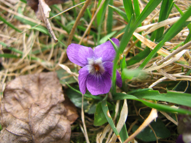 Обои картинки фото цветы, фиалки