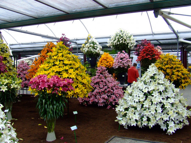 Обои картинки фото цветы, лилии, лилейники