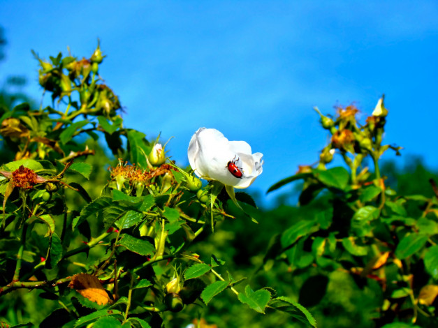 Обои картинки фото wildroses, цветы, шиповник