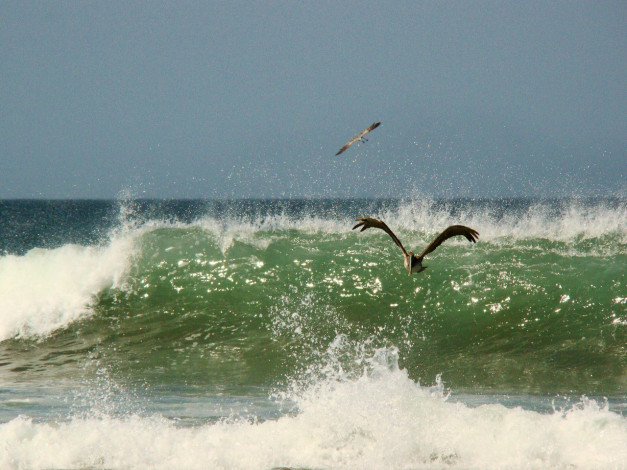 Обои картинки фото животные, альбатросы