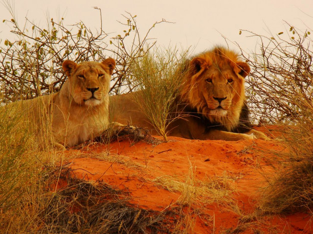 Обои картинки фото животные, львы