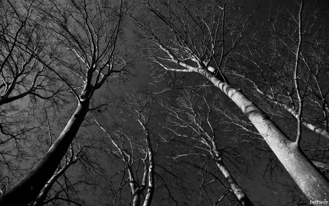 Обои картинки фото природа