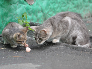 Картинка животные коты