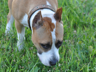 Картинка животные собаки