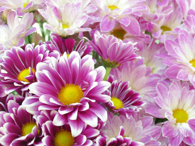 Обои картинки фото цветы, хризантемы
