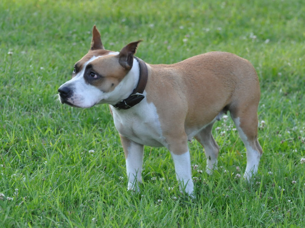 Обои картинки фото животные, собаки