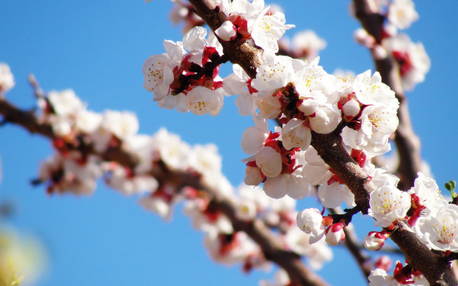 Обои картинки фото цветы, цветущие, деревья, кустарники