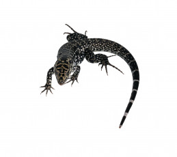 Картинка животные Ящерицы игуаны вараны