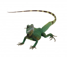 Картинка животные Ящерицы игуаны вараны