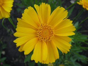 Картинка цветы космея