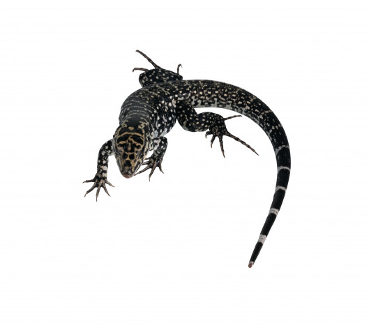 Обои картинки фото животные, Ящерицы, игуаны, вараны