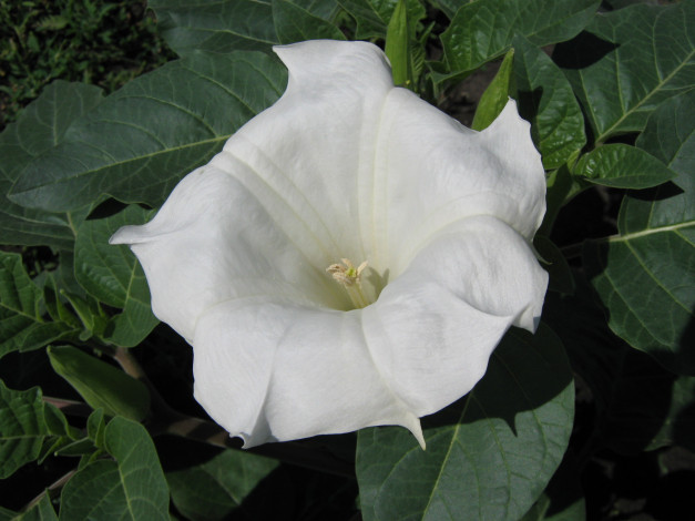 Обои картинки фото цветы, бругмансия, дурман, трубы, ангела