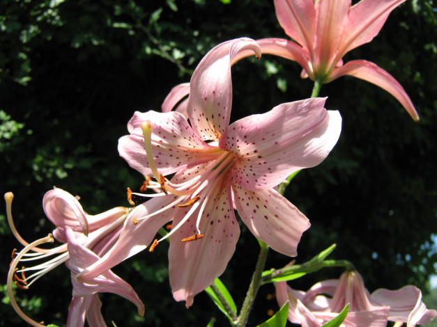 Обои картинки фото цветы, лилии, лилейники