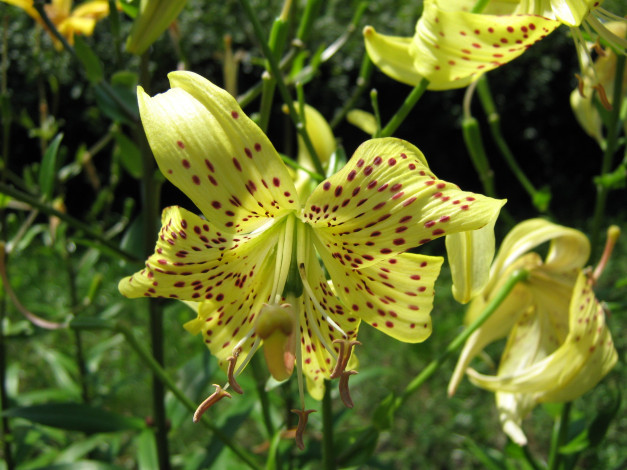 Обои картинки фото цветы, лилии, лилейники