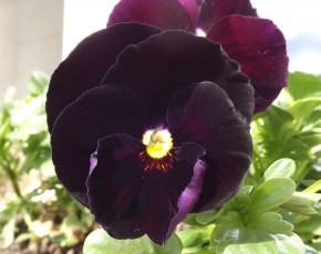 Картинка автор danaka цветы анютины глазки садовые фиалки макро