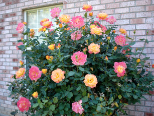 Картинка цветы розы