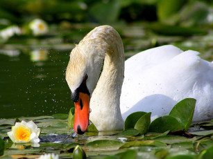 Картинка животные лебеди шипун брызги кувшинка вода