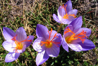 Картинка цветы крокусы лепестки