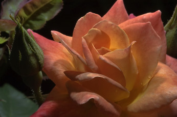 Картинка цветы розы роза