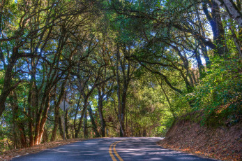 Картинка природа дороги деревья