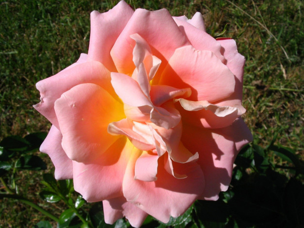 Обои картинки фото цветы, розы, лепестки