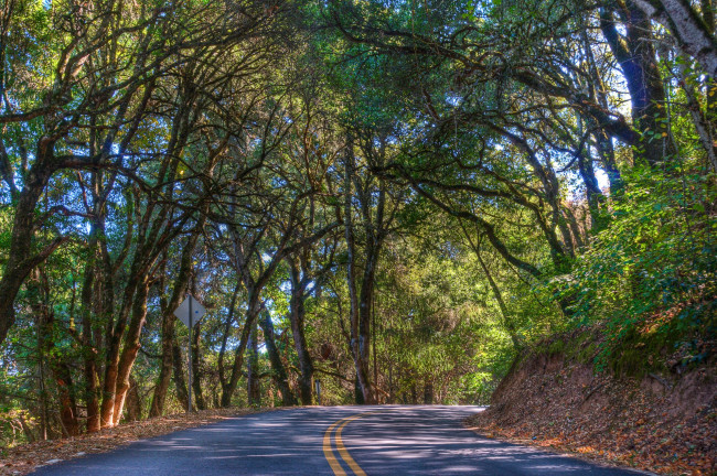 Обои картинки фото природа, дороги, деревья